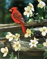 Cardinal Fine Art Print