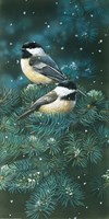 Chickadees Fine Art Print