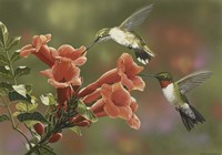 Hummingbirds and Trumpet Flowers Fine Art Print