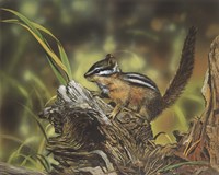 Chipmunk Fine Art Print
