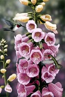 Hummingbirds - Foxgloves Fine Art Print