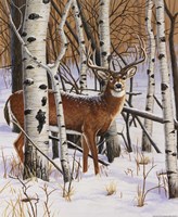 18" x 22" Deer Pictures