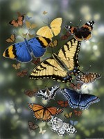 9" x 12" Butterfly Pictures