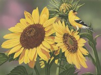 Goldfinch And Sunflowers Fine Art Print