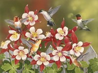 Hummingbird Feeding Frenzy Fine Art Print