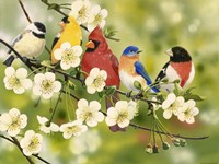 Songbirds On a Flowering Branch Fine Art Print