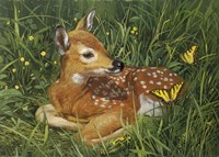 Fawn Fine Art Print