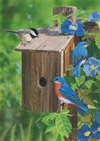 Birds At The Feeder (Bluebirds) Fine Art Print