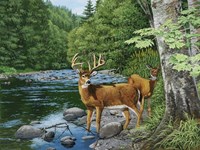 Streamside - White Tail Deer Fine Art Print