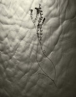 Floating Plant Form Fine Art Print