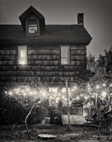 Grape Vines Fine Art Print