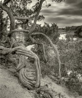 Gorgon Fine Art Print