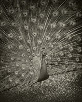 The Myth of Argus II Fine Art Print