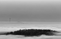 Invasives Fine Art Print