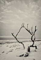 Root and Branch Fine Art Print