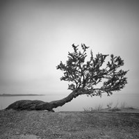 Field and Stream Fine Art Print