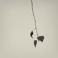 The Rumpus Fine Art Print