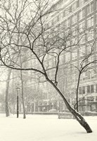 Soft Parade Fine Art Print