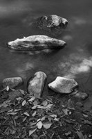 Caudales Fine Art Print