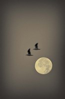 Two Gulls Fine Art Print