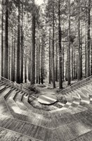 Encore Fine Art Print