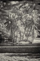 24" x 36" Tropical Photography