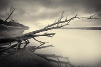 Cambium I Fine Art Print