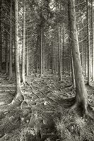 Mnemonic Fine Art Print