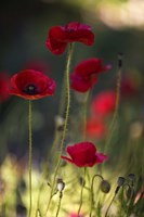 Morpheus Ascending Fine Art Print