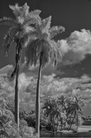 Eleven Palms Fine Art Print