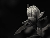 Everything's Gonna Be Everything Fine Art Print