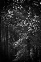 Stage Fright Fine Art Print