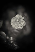 Free Agency Fine Art Print