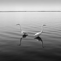 2 Herons Fine Art Print