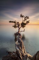 Water Tree III Fine Art Print