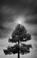 The Drama of the Gifted Child Fine Art Print