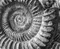 Amonita 1 Fine Art Print