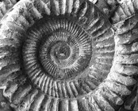 Amonita 2 Fine Art Print