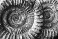 Amonita 3 Fine Art Print