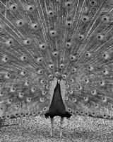 The Myth of Argus Fine Art Print