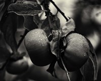 Three Persimmons in the Rain Fine Art Print