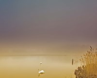 Fog of Peace Fine Art Print