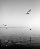 Flying Fine Art Print