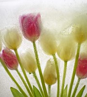 Flores Congeladas 614 Fine Art Print