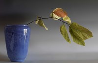 Cluthra Fine Art Print