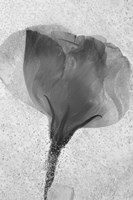 Flowers on Ice BW-2 Fine Art Print