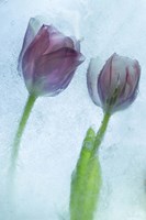 Flowers on Ice-1-2 Fine Art Print