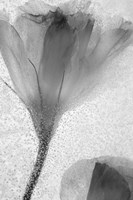 Flowers on Ice-13 Fine Art Print