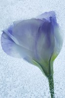 Flowers on Ice-14 Fine Art Print