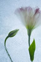 Flowers on Ice-15 Fine Art Print